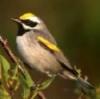 Golden Winged Warbler